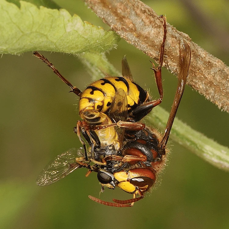 schädlingsbekämpfung von käfern im garten dank nützlicher vorteile von wespen