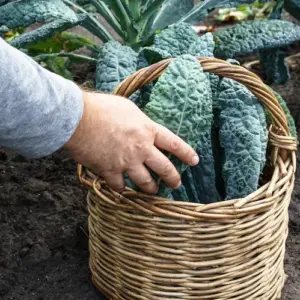 schwarzkohl im garten pflücken und in einem korb sammeln