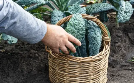 schwarzkohl im garten pflücken und in einem korb sammeln