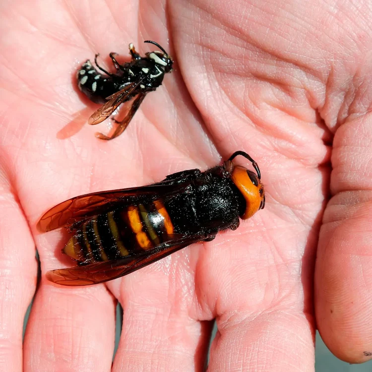 unterschied wespe hornisse in größe und bei hornissengift mögliche komplikationen durch allergie
