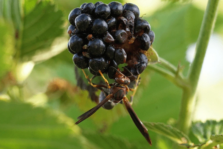 viele wespenarten ernähren sich von nektar durch fressen von früchten im sommer für ihre larven im nest