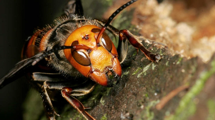 warum ein hornissenstich gefährlich sein kann und wie man sich davor im freien schützen kann