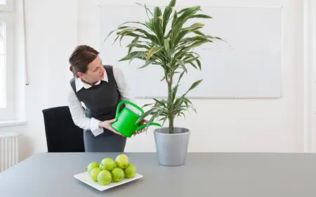 was tun wenn zu hause pflanzen überdüngt sind und langsam wachsen oder verwelken