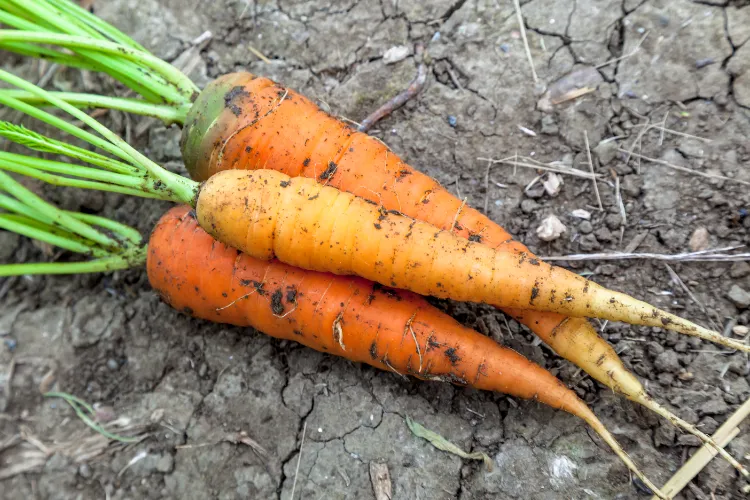 welches Gemüse im Herbst pflanzen wann Karotten anbauen