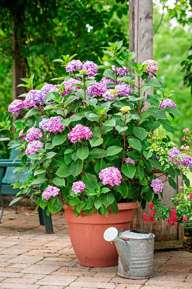 wie Topfpflanzen im Garten vor Hitze schützen Hochsommer Gartenpflege Tipps
