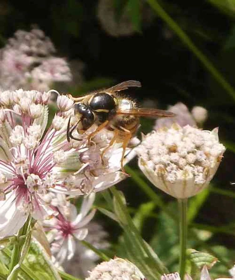 wie bestäuben wespen blumen und was sie zu nützlichen insekten für jeden garten machen kann