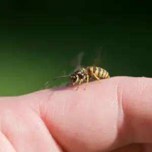 wie sich eine allergische reaktion durch hausmittel gegen wespenstich auf natürliche weise behandeln lässt