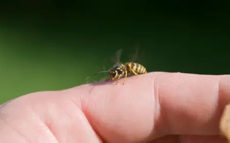 wie sich eine allergische reaktion durch hausmittel gegen wespenstich auf natürliche weise behandeln lässt