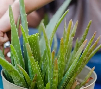 Aloe Pflanze mit braunen Blättern woran liegt es