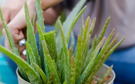 Aloe Pflanze mit braunen Blättern woran liegt es