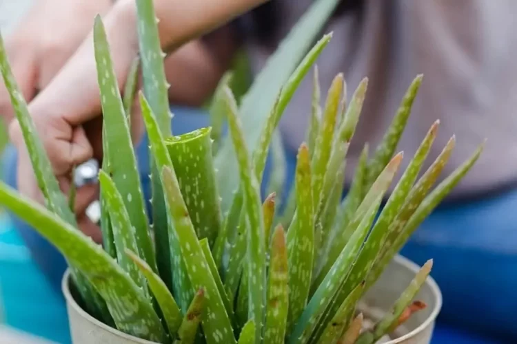 Aloe Pflanze mit braunen Blättern woran liegt es