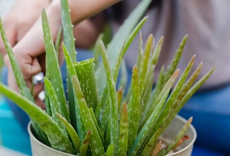 Aloe Pflanze mit braunen Blättern woran liegt es