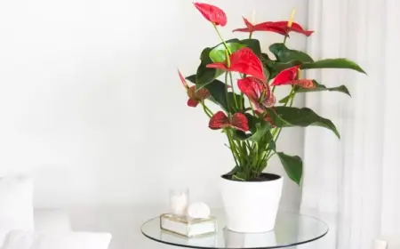 Anthurium Pflege Tipps gesunde Flamingoblume