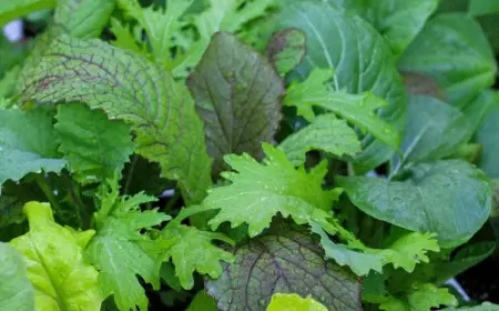 Asia Salate pflanzen - Befolgen Sie diese Tipps