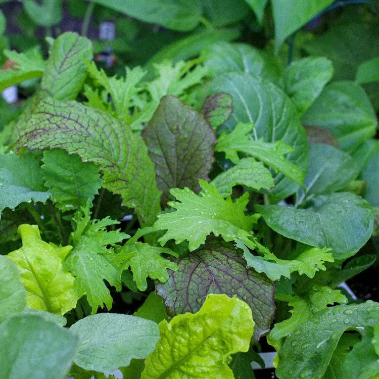 Asia Salate pflanzen - Befolgen Sie diese Tipps
