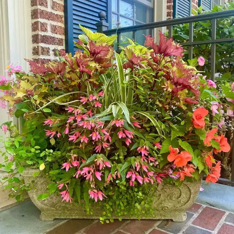 Balkonkasten herbstlich bepflanzen nützliche Tipps