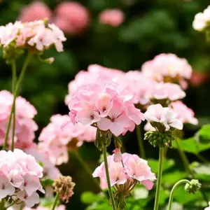 Befolgen Sie diese Tipps zur Winterpflege von Pelargonien