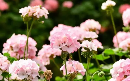 Befolgen Sie diese Tipps zur Winterpflege von Pelargonien