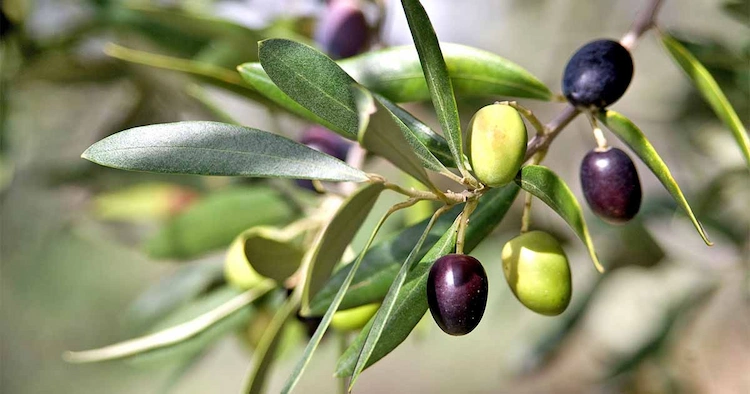 Beherzigen Sie diese Tipps, damit Sie Ihren Olivenbaum überwintern können