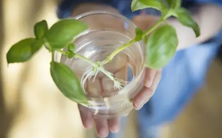 Bewurzelungshormon für Stecklinge selber machen Anleitung