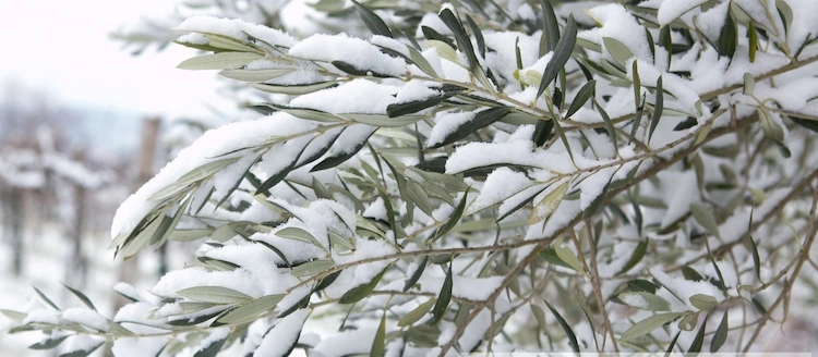 Das Fatalste für Olivenbäume im Winter ist nicht die Kälte, sondern die Feuchtigkeit