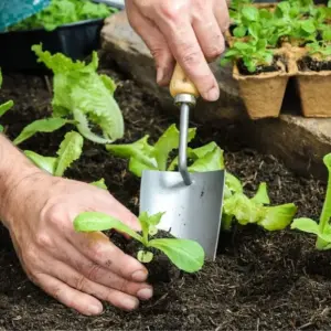 Eine Aussaat im September ist eine gute Idee, denn sie ermöglicht eine frühere Ernte im Frühjahr