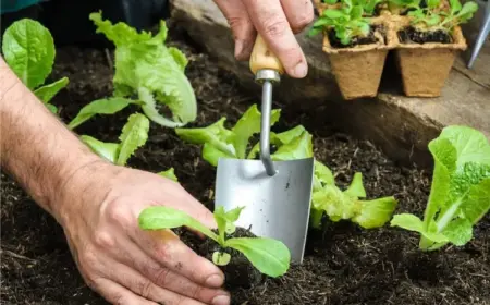 Eine Aussaat im September ist eine gute Idee, denn sie ermöglicht eine frühere Ernte im Frühjahr