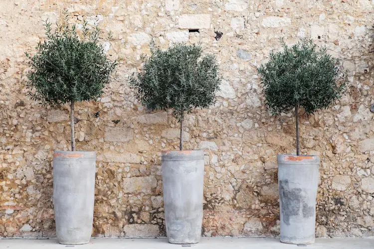 Eingetopfte Olivenbäume können bis Ende September, Anfang Oktober draußen stehen bleiben