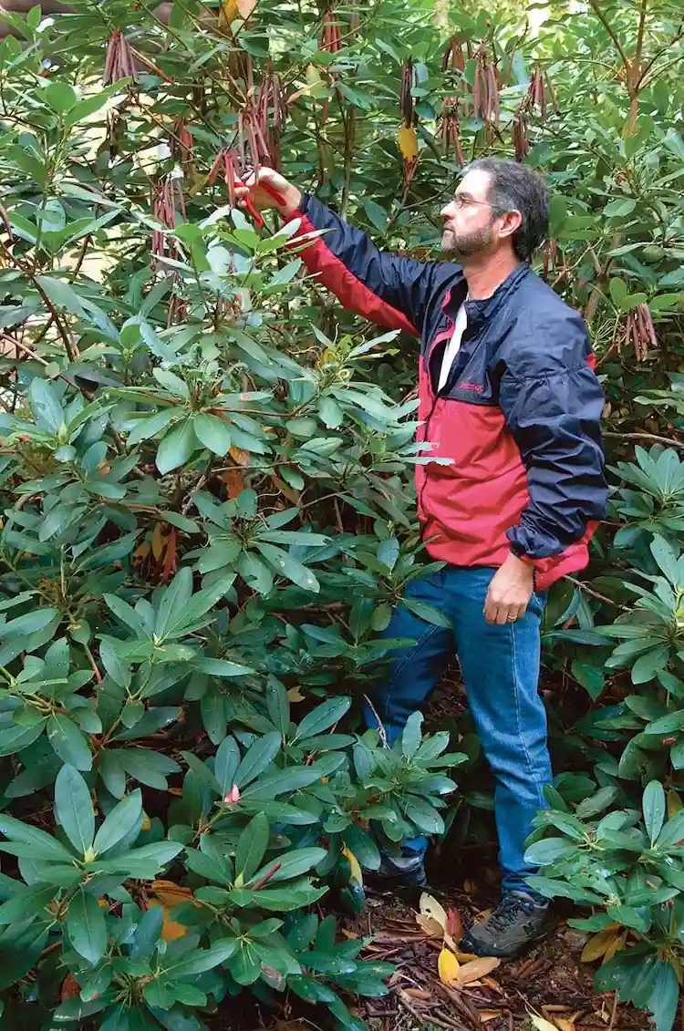Es gibt drei häufige Gründe für den Rückschnitt von Rhododendren - Pflege, Formschnitt und Verjüngung