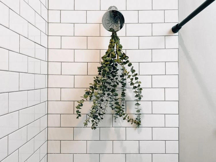Eukalyptus-Zweige im Badezimmer - Gerüche in der Wohnung neutralisieren