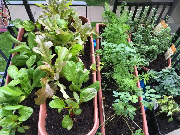 Feldsalat im Herbst pflanzen Salat auf dem Balkon anbauen