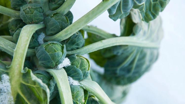Frostbeständiger Rosenkohl - Gemüse im Winter für den Garten
