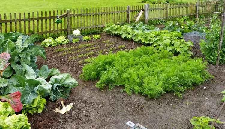 Gartenarbeit im Herbst - Erfrischen Sie Ihren Gemüsegarten für das nächste Jahr