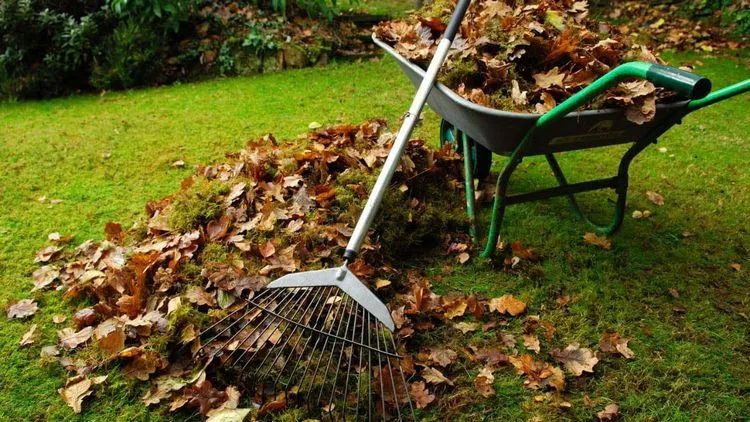 Gartenarbeit im Herbst - Harken Sie das Laub zusammen, bevor es schneit