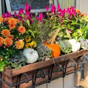 Herbstpflanzen für Balkon kombinieren mit Zierkürbissen