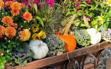 Herbstpflanzen für Balkon kombinieren mit Zierkürbissen