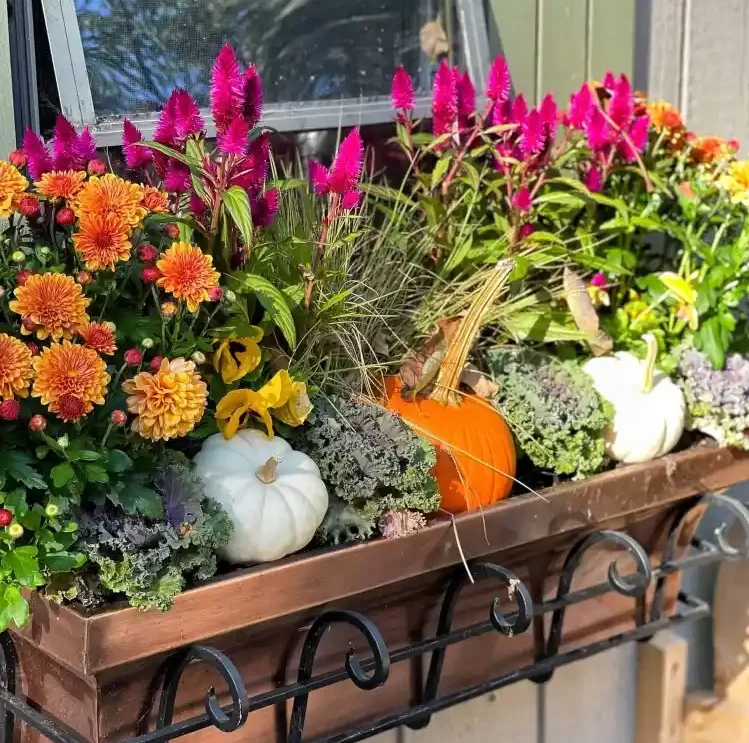 Herbstpflanzen für Balkon kombinieren mit Zierkürbissen