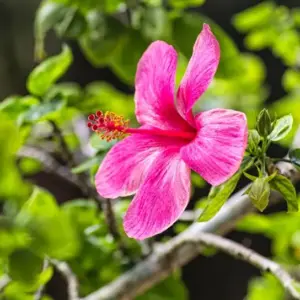 Hibiskus schneiden nach dem Ende der Blütezeit