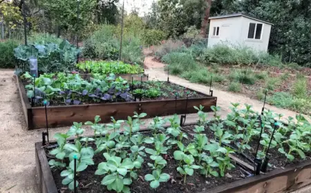 Hochbeet bepflanzen für den Herbst -Welches Gemüse eignet sich für die Aussaat