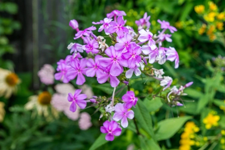 phlox schneiden