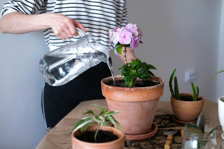 Hortensie gießen - Viel Wasser, aber keine Staunässe