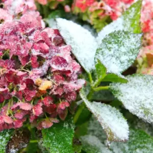 Hortensie im Topf überwintern - Tipps für Balkon, Terrasse und Haus