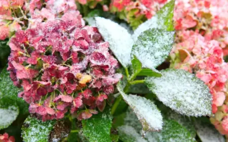 Hortensie im Topf überwintern - Tipps für Balkon, Terrasse und Haus