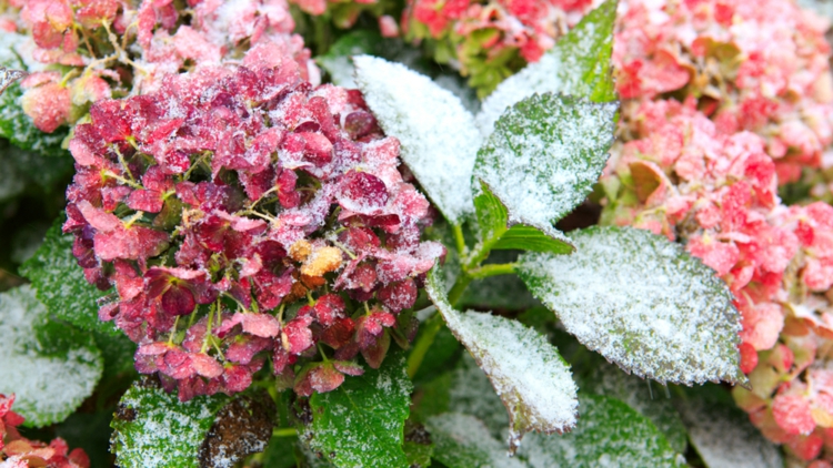 Hortensie im Topf überwintern - Tipps für Balkon, Terrasse und Haus