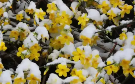 Jasmine im Freien bleiben Winterjasmin Pflege