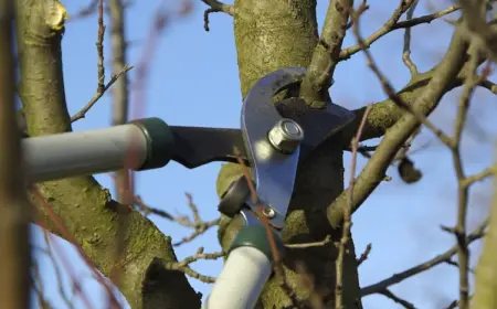 Kann man Obstbäume schneiden im Herbst - Wann ist der richtige Zeitpunkt und wie macht man den Baumschnitt