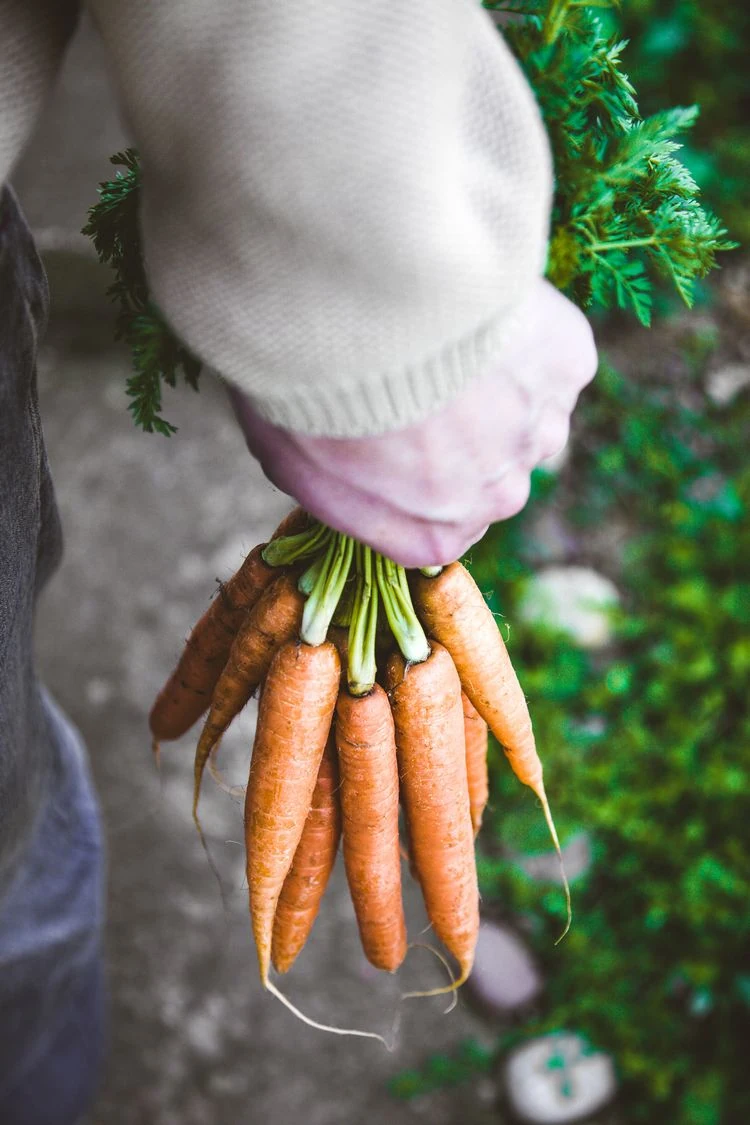 Karotten einpflanzen - winterhartes Gemüse im Garten