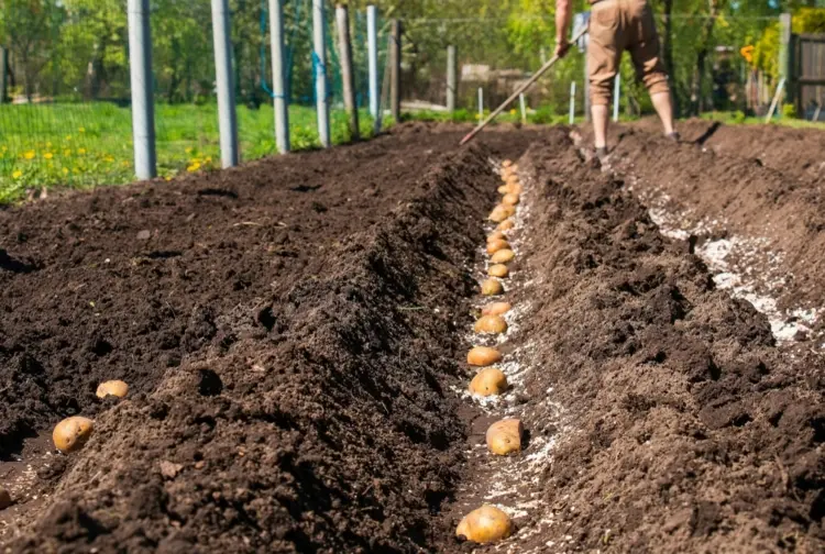 Kartoffeln im September pflanzen - Die Knollen tiefer eingraben als Kälteschutz