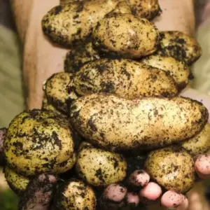 Kartoffeln im September pflanzen - Die Vorteile und richtigen Schritte