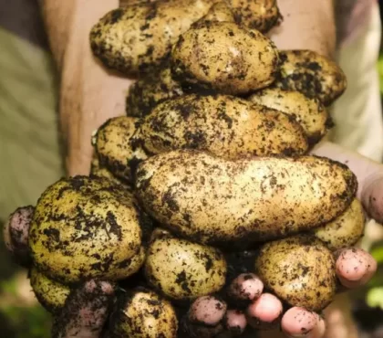 Kartoffeln im September pflanzen - Die Vorteile und richtigen Schritte